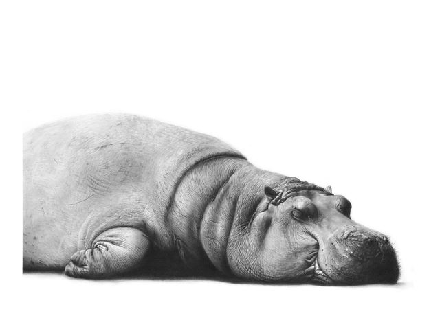 Hippo Limited Edition Print
