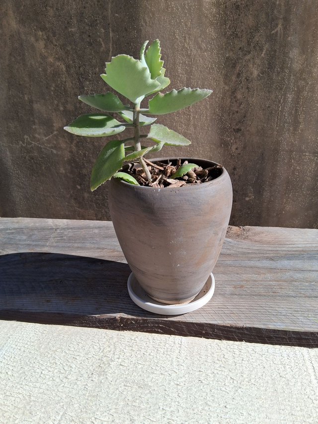 L08 . Kalanchoe beharensis