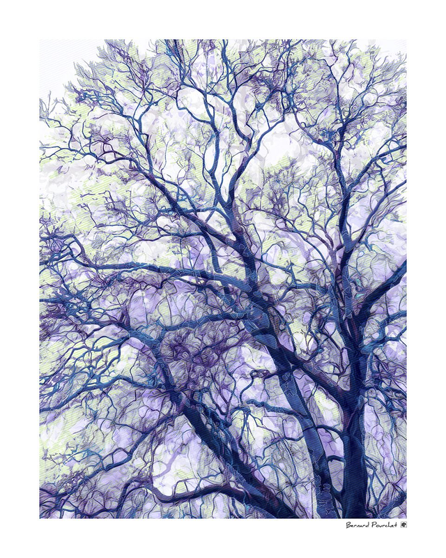 Arb28 - Glacis Arbor Caeruleus