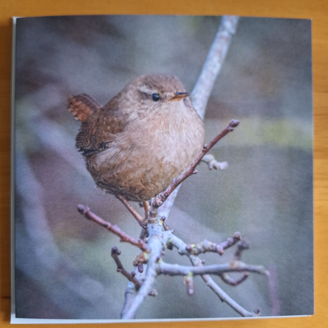 Flower and nature greeting card (with envelope) - wren.