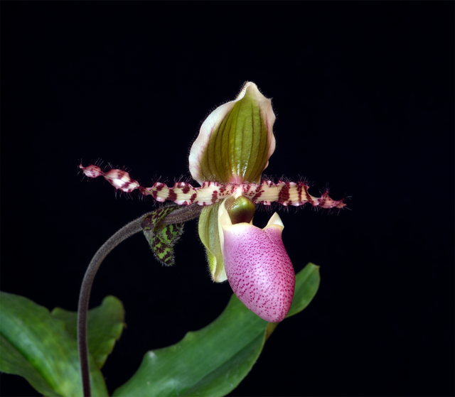 New Vitality Essence