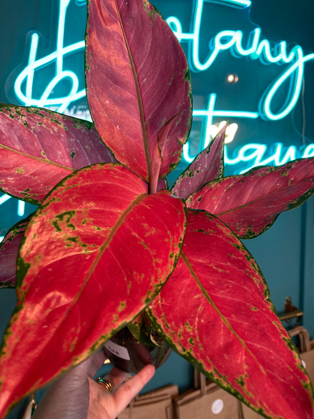Aglaonema Cherry Baby