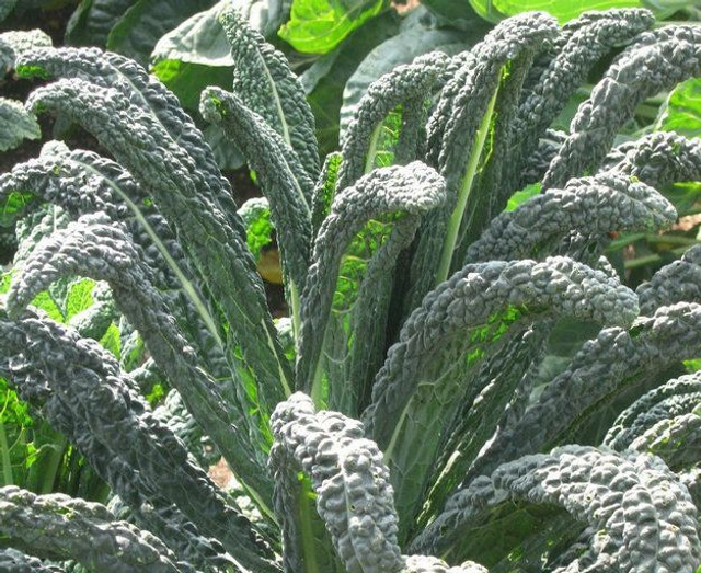 Black Tuscan Kale