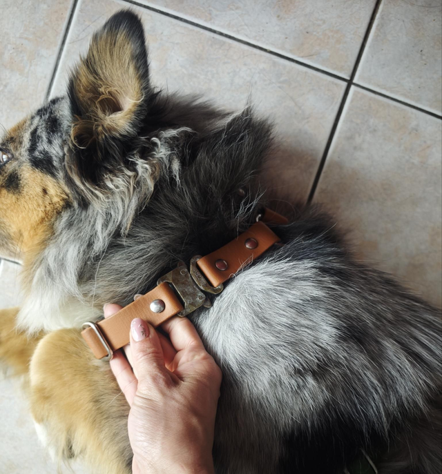 Harnais biothane, seconde main/vie !