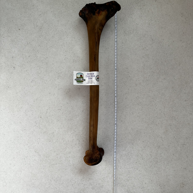 Ostrich Caveman Bone