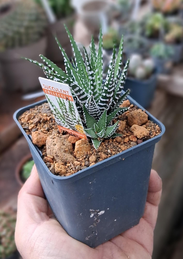 D130 . Haworthia fasciata