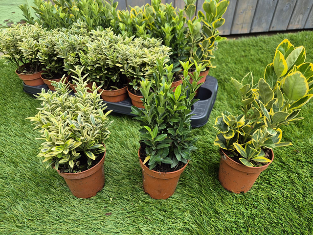 Euonymus mix pot 9cm