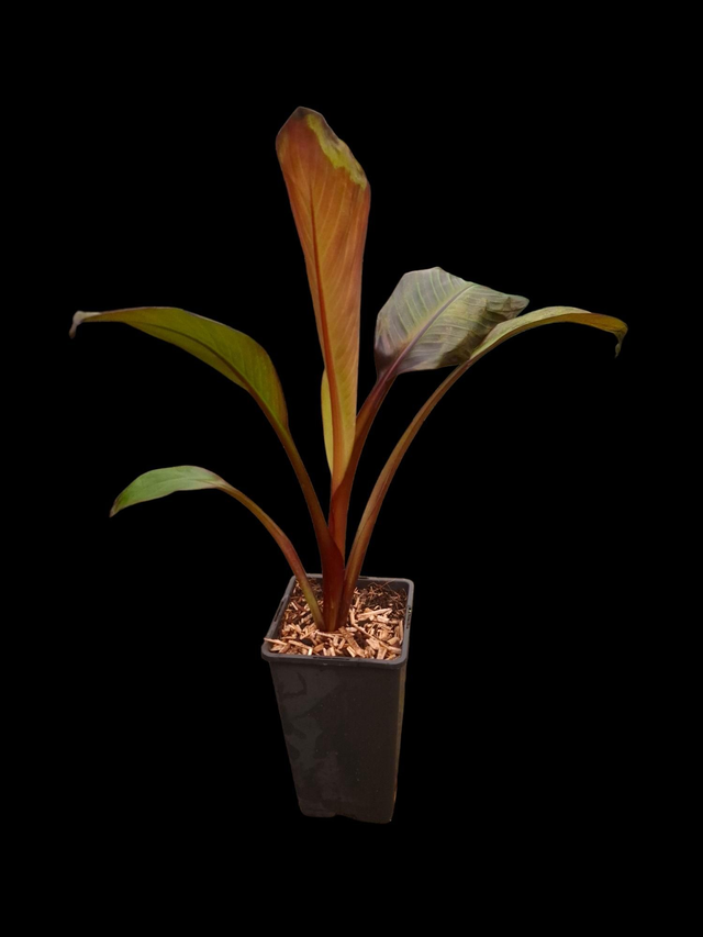 Ensete &#039;Maurelli&#039; 2 litre
