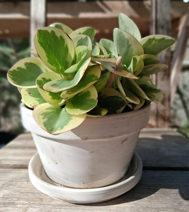 C131 . Peperomia Obtipan bicolor in ciotola 'Kultur granit 16'