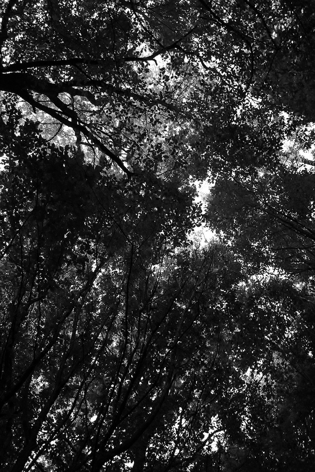 Fissure de timidité