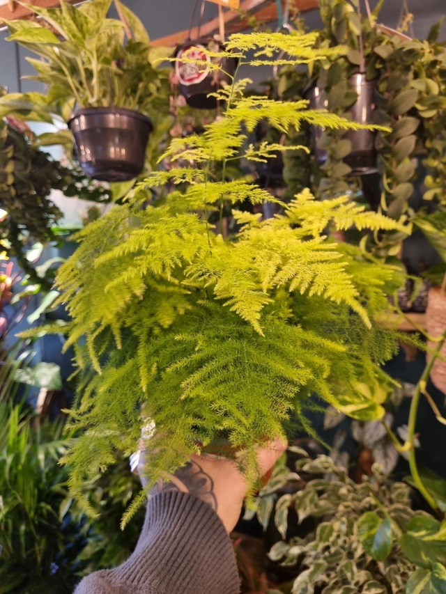 Asparagus fern 
