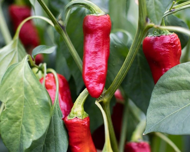 Piment Fort d&#039;Espelette Gloria Bio