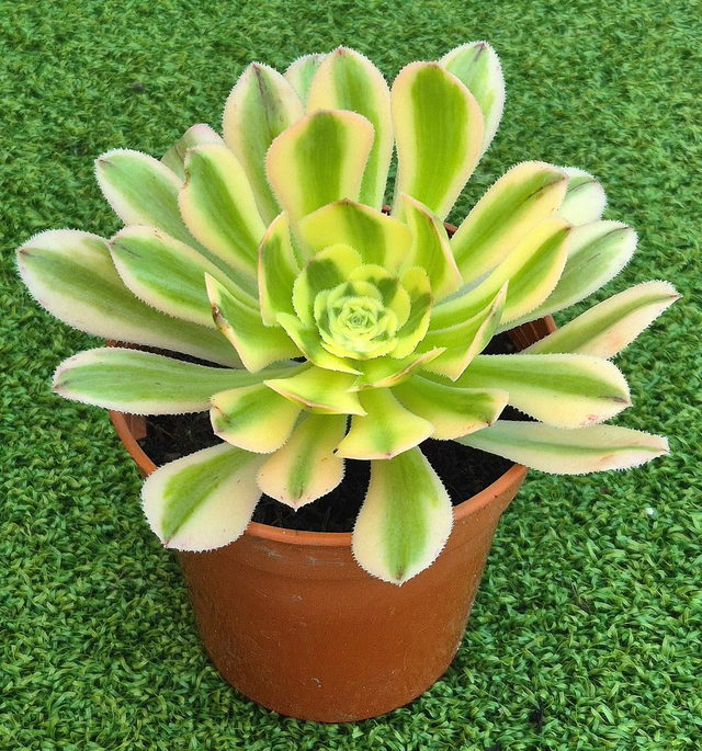 Aeonium arboreum 'Variegata'