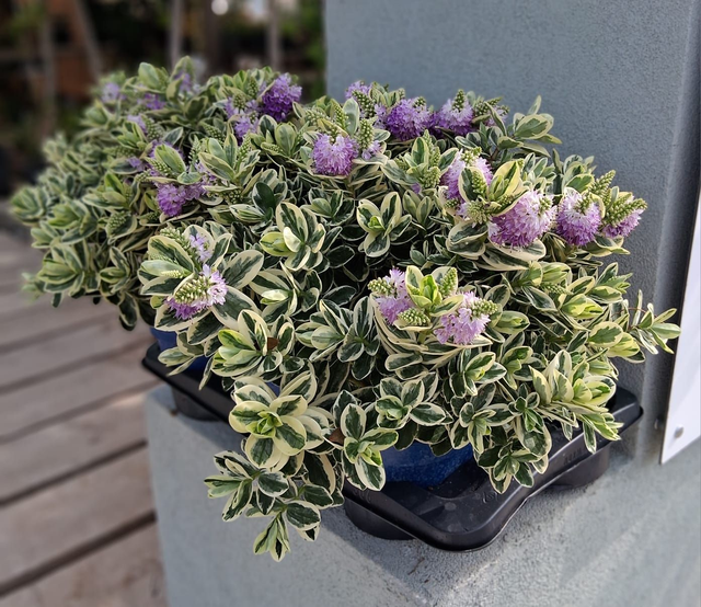 P24 . Hebe variegata