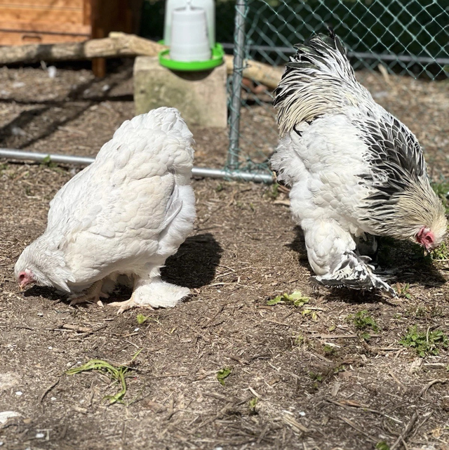 Pre-order chicken eggs x6 Show quality Breeds mixed colours  NOT LIVE ANIMAL’’ 