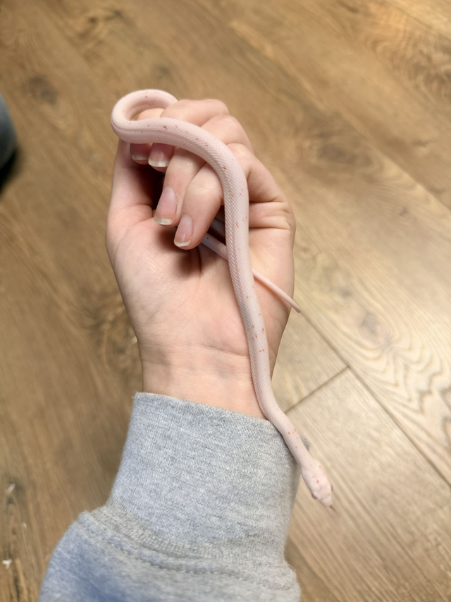 CB26 Amelanistic Palmetto Corn Snake
