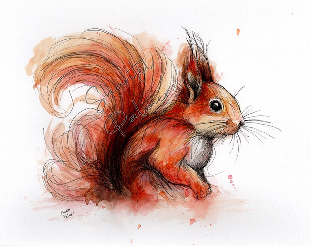 Scribble squirrel watercolour
