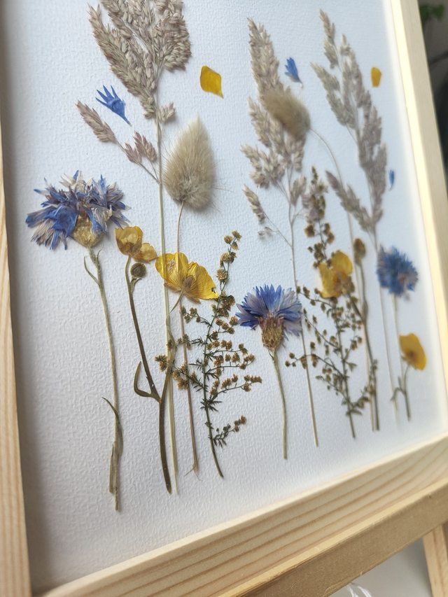 Herbier de fleurs pressées