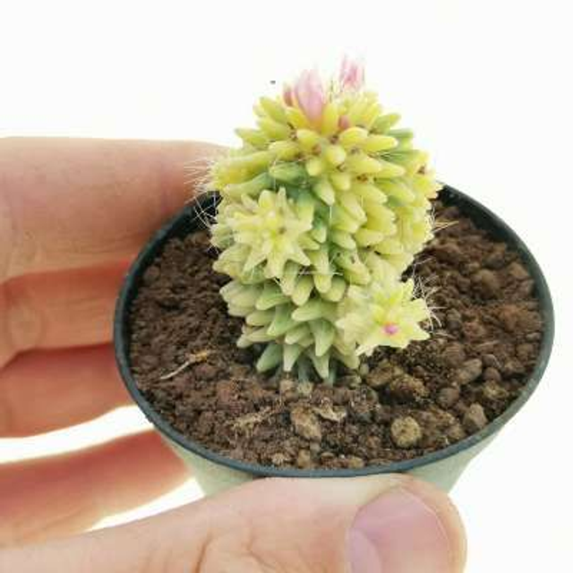 D85 . Mammillaria cv. Caterpincy f. variegata