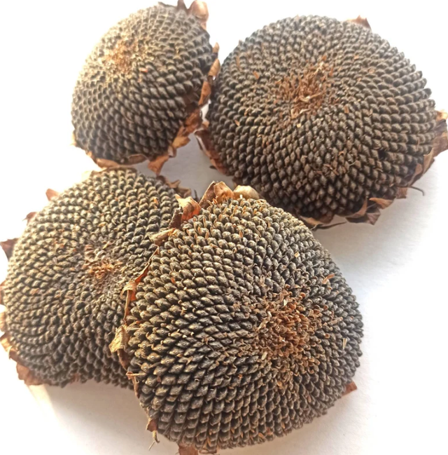 Tête de tournesol - Pièce(alimentation animale)