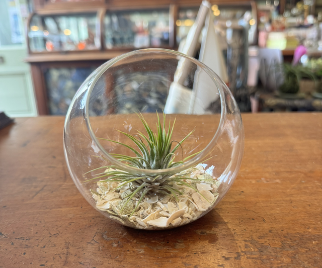 Tillandsia in Glass