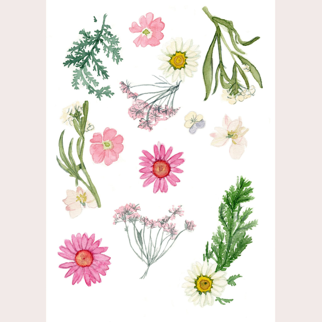 Fleurs séchées Rose