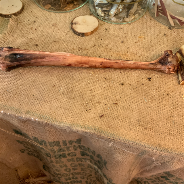 Ostrich Bone