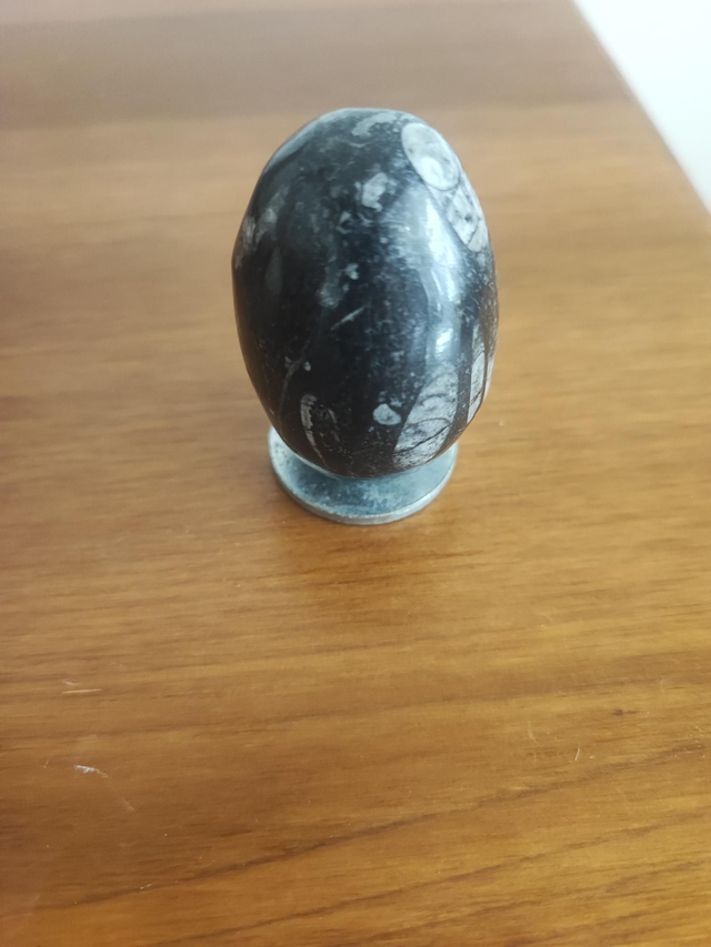 Oeuf ortoceras 