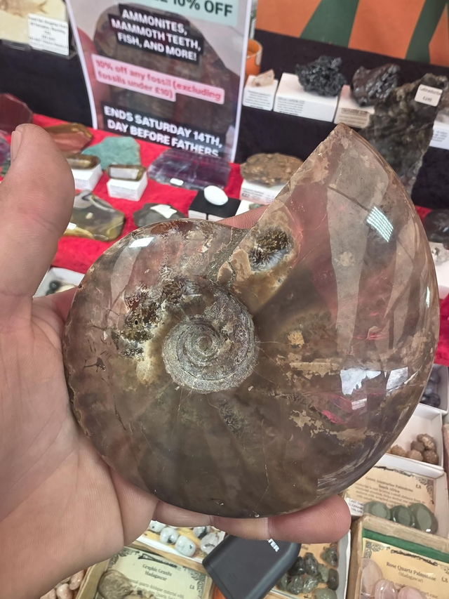 Large irredescant ammonite