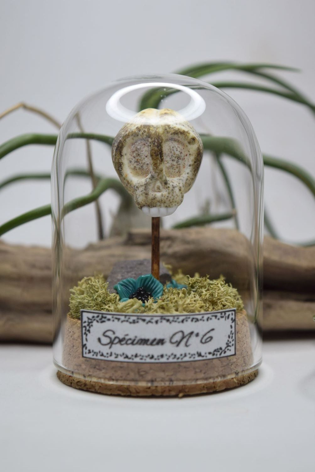 CRÂNE HUMAIN SOUS VERRE 