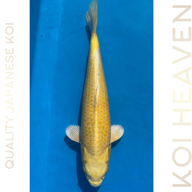 Izumiya Koi Farm        Yamabuki        41cm.    Tosai