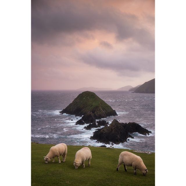 Sheep on Dunmore Head