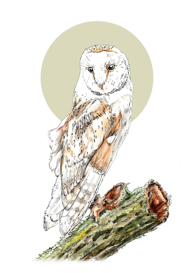 Barn Owl Print - After an original ink and watercolour illustration