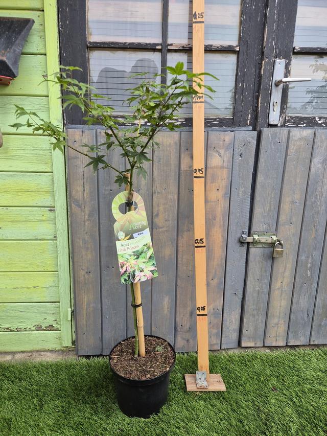 Érable Little Princess sur tige pot 23cm