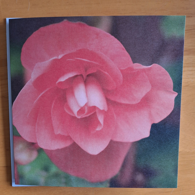 Flower and nature greeting card (with envelope) - Begonia.
