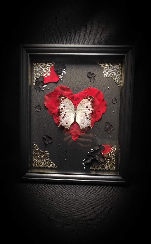 Cadre Papillon "Protogoniomorpha parhassus" 