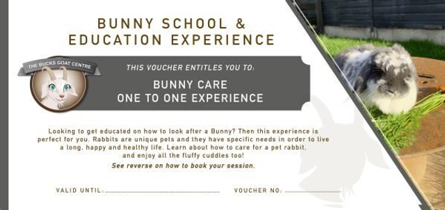 Bunny School &amp; Education Experience