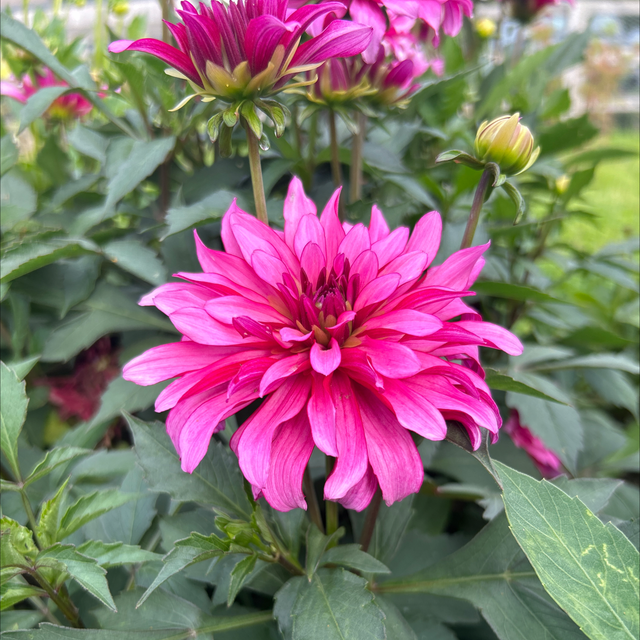 Gallery Art Nouveau 380