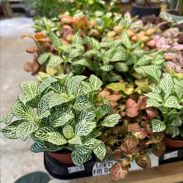 Fittonia