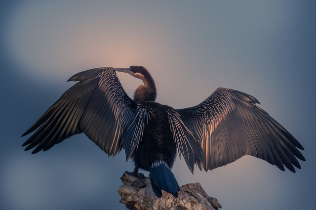 Tirage d'art : Phenix