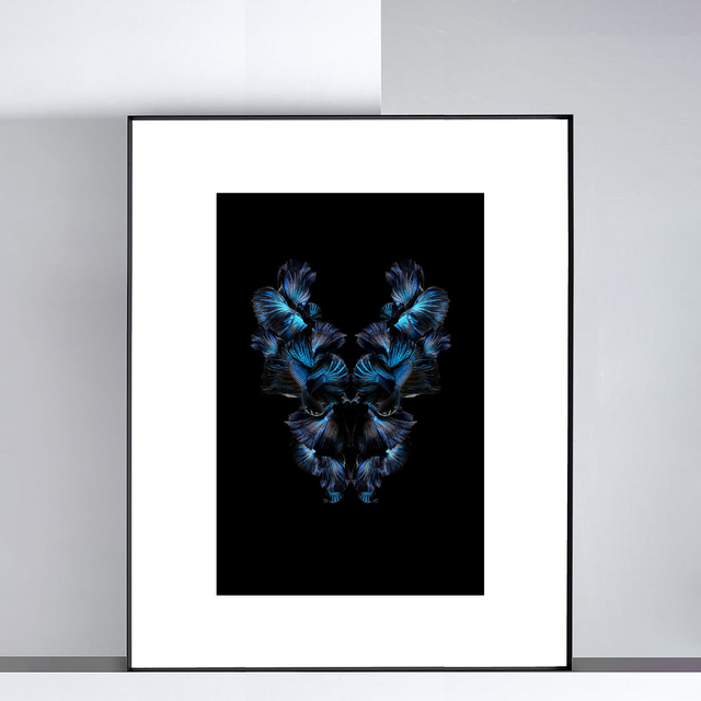 Imago Betta Bleu | Tirage 2/8