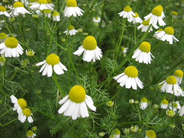 MANZANILLA BIO PREMIUM