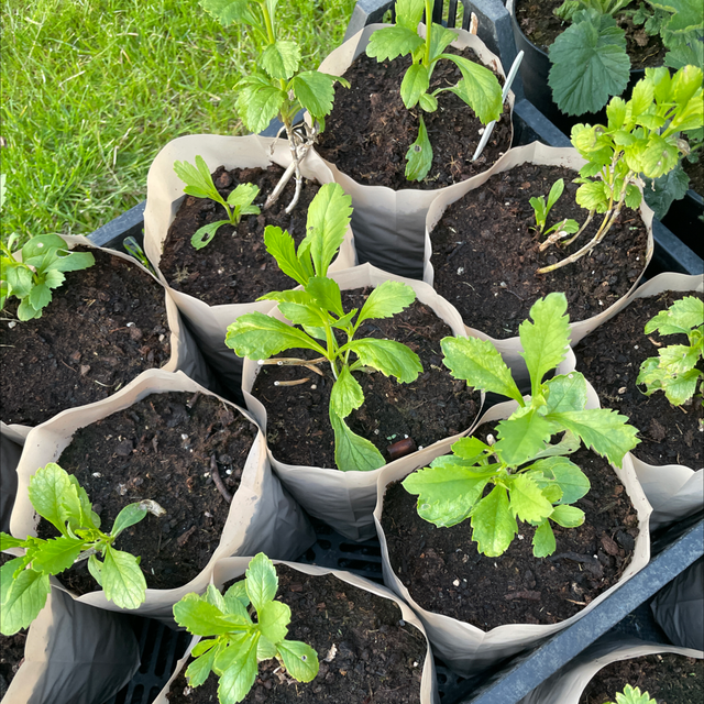 Scabious Beaujolais Bonnets