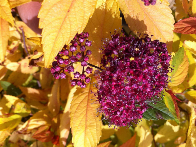 Spiraea Japonica Goldflame - 1ltr pot