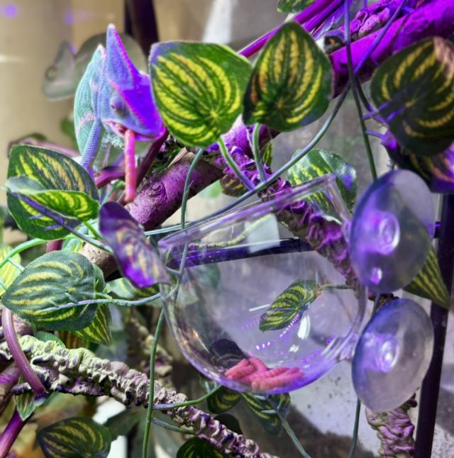 Clear Glass Feeding Bowl For Reptiles