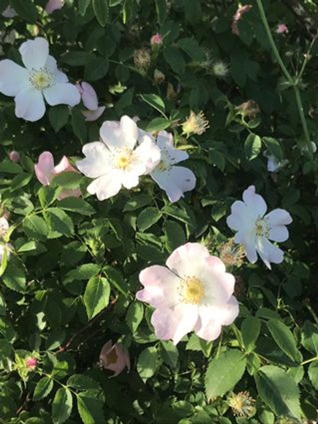 Eglantier (Rosa canina) - Végétal local