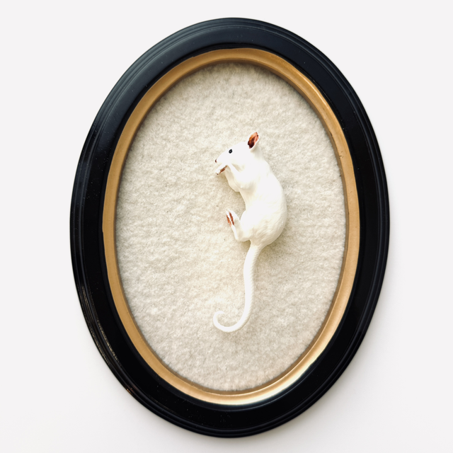 KOA CLINGERS — Mouse