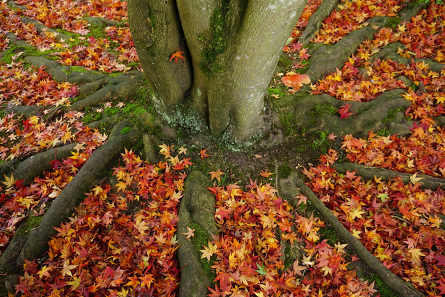 Autumn Leaves - Print