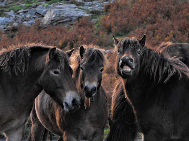 A5 Blank Greeting Cards (British Wildlife)