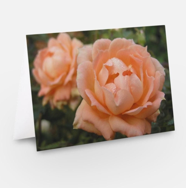 Dew drops on Peach roses flowers greeting card